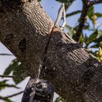 Les impacts de l'élagage sur la santé des arbres